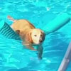 пёс плавает в бассейне с игрушкой