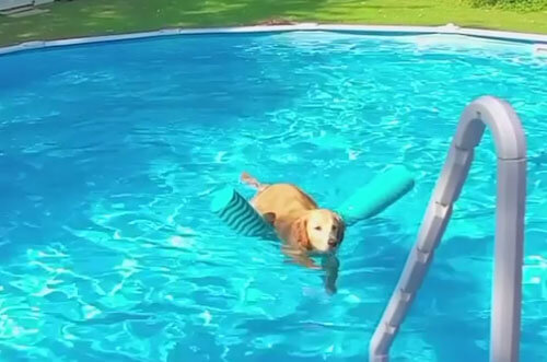 пёс плавает в бассейне с игрушкой