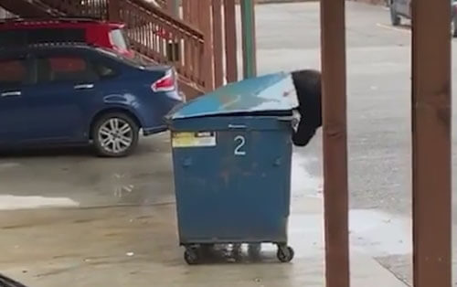 медведь влез в мусорный бак