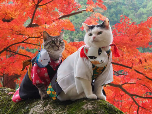 аниме-костюмы для кошек