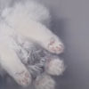 снимки отсканированной кошки