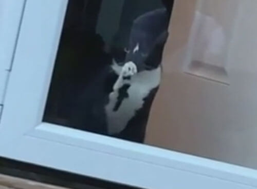кошка смотрит через дверь