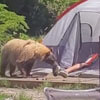 медведь и незнакомец в палатке