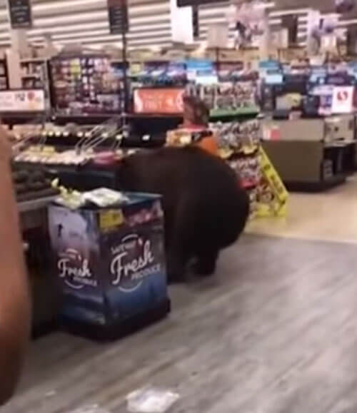 наглый медведь в магазине