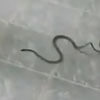 змеи в учительском столе
