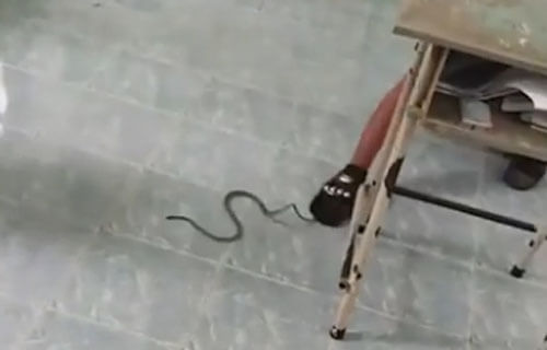 змеи в учительском столе