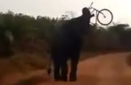 слон напал на велосипедиста