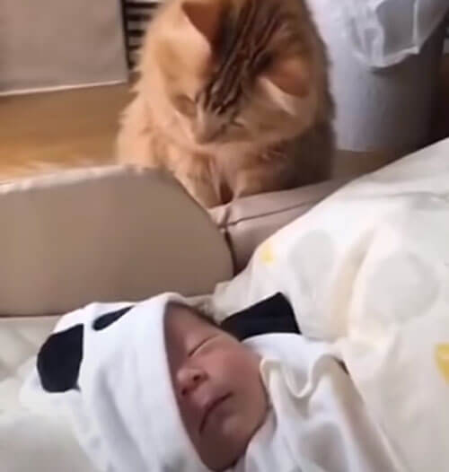 кошка впервые увидела ребёнка