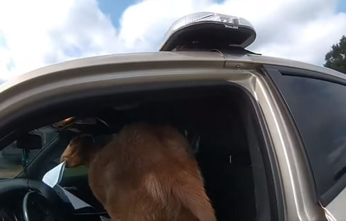 коза съела полицейские документы