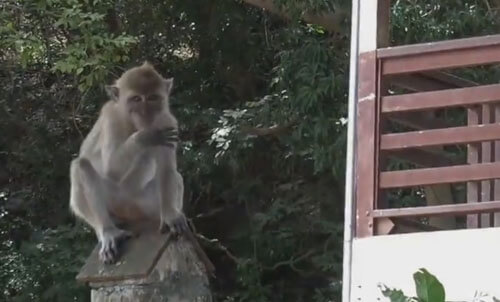 обезьяны пытаются захватить дом