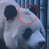 панда начала лысеть