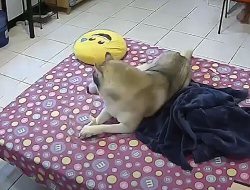 собака во время землетрясения