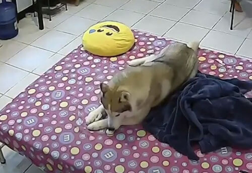 собака во время землетрясения