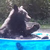медведица и детёныш в бассейне