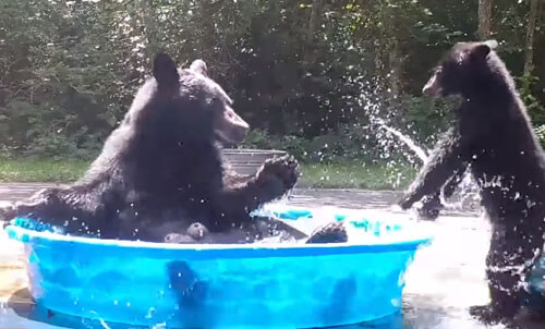 медведица и детёныш в бассейне