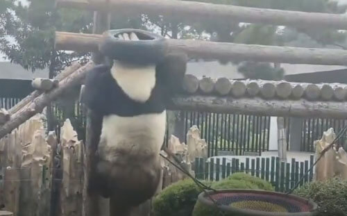 панда в необычной шляпе