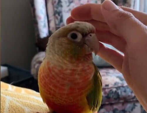 попугайчик любит ласку