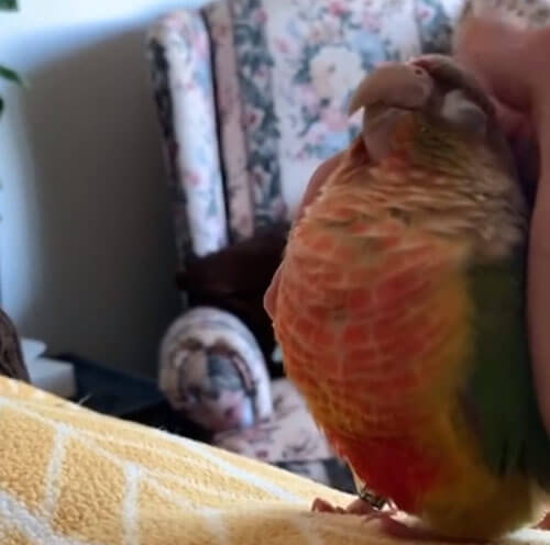 попугайчик любит ласку