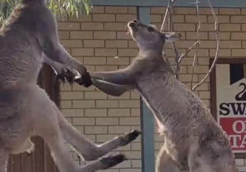 кенгуру дерутся рядом с пабом