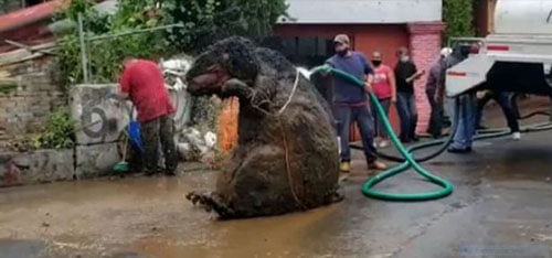 гигантская крыса в канализации