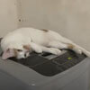 кошка на стиральной машине