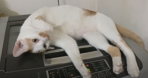 кошка на стиральной машине