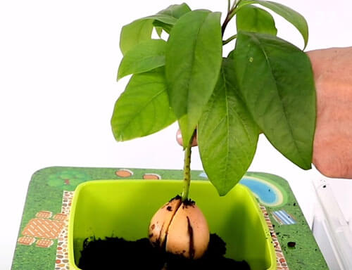 выращивание авокадо из косточки