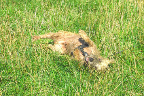 собака позеленела от травы