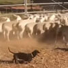 такса пасёт овец в австралии