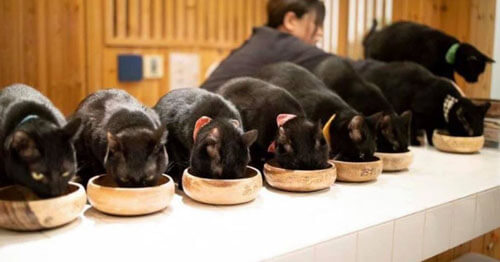 чёрные кошки живут в кафе