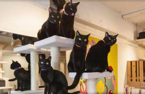 чёрные кошки живут в кафе