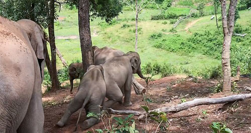 слоны соскальзывают с горки