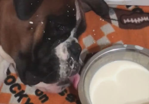 собака неаккуратно пьёт молоко