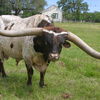 бык с рекордно длинными рогами