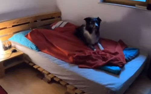 собака накрывается одеялом