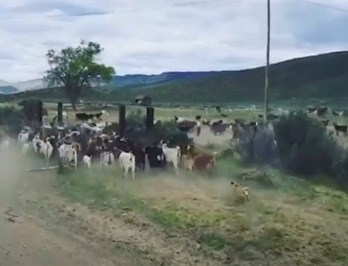 мопсы пасут коров и коз