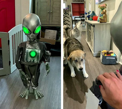 собаки и робот-инопланетянин