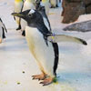 самая старая самка пингвина