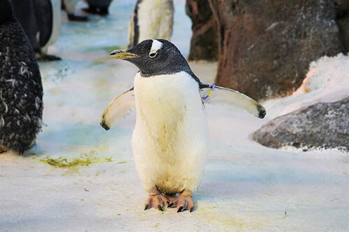 самая старая самка пингвина