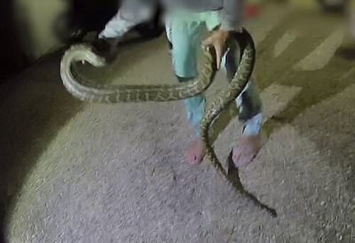 змея обвилась вокруг ноги