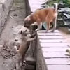 собака помогла подружке в канаве