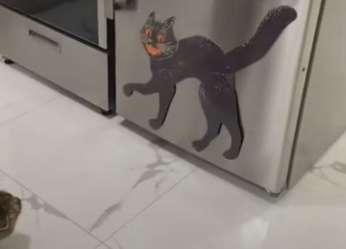 кошка и декоративная наклейка