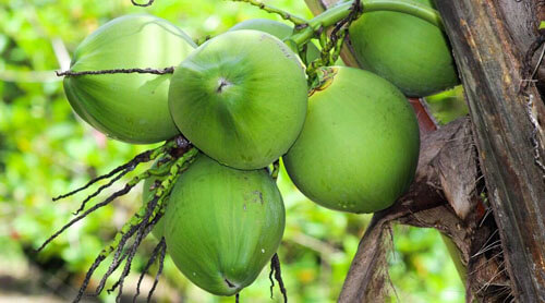 плата за обучение кокосами