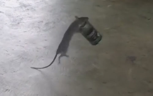 крыса с банкой из-под кофе
