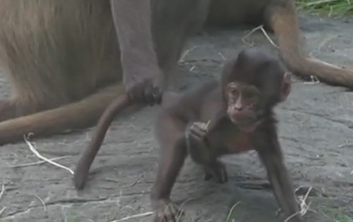 обезьяна справилась с детёнышем