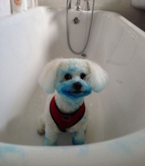 собака окрасилась в синий цвет
