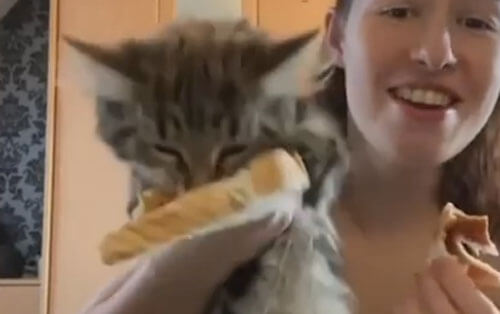 кот украл тост у хозяйки