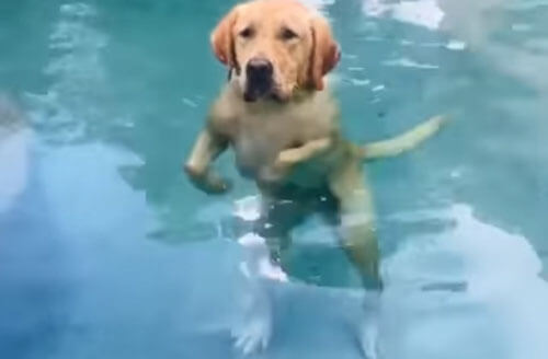 собака стоит в бассейне