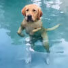 собака стоит в бассейне