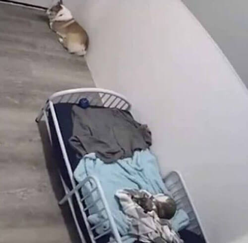 собаки не спят на кровати